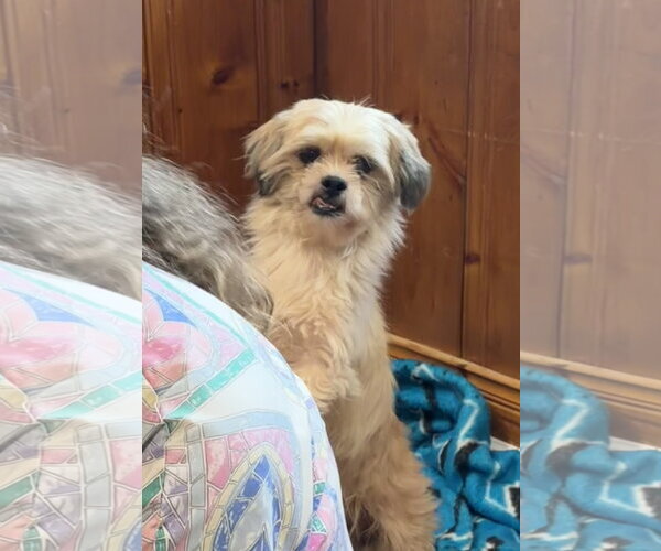 Medium Photo #1 Shih Tzu-Unknown Mix Puppy For Sale in Raleigh, NC, USA