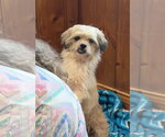 Small Shih Tzu Mix
