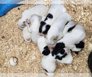 English Setter Puppy for sale in HANCOCK, MN, USA
