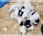 Small English Setter