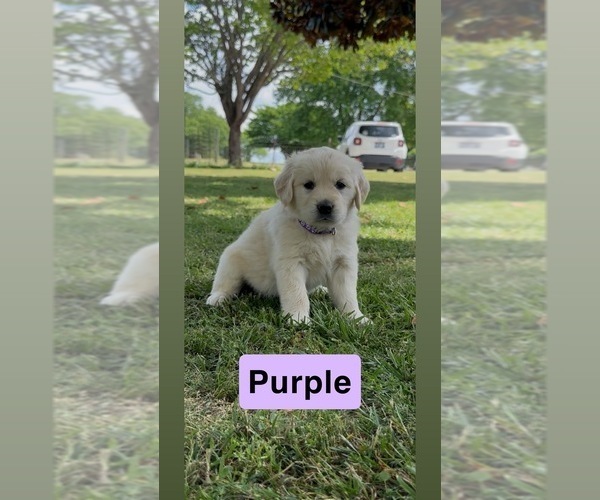 Medium Photo #17 Golden Retriever Puppy For Sale in FAYETTEVILLE, TN, USA