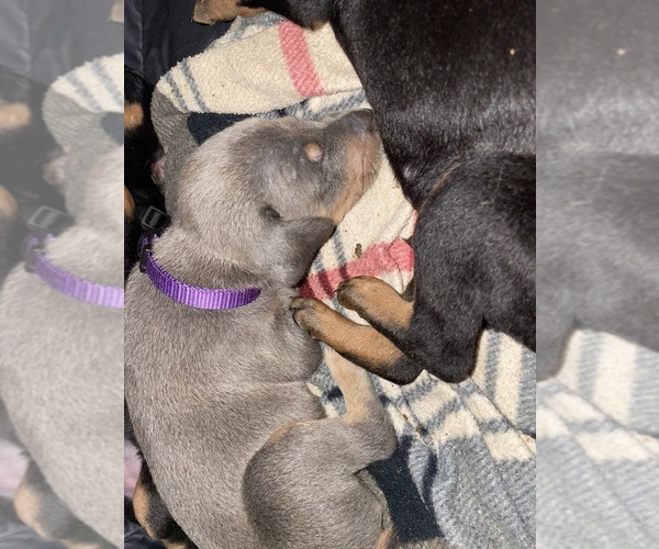 Medium Photo #10 Doberman Pinscher Puppy For Sale in GOOSE CREEK, SC, USA
