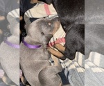 Small Photo #10 Doberman Pinscher Puppy For Sale in GOOSE CREEK, SC, USA
