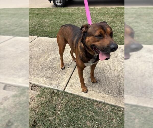 Medium Photo #1 Black Mouth Cur-Unknown Mix Puppy For Sale in Pearland, TX, USA