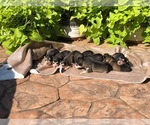 Small Photo #16 Alaskan Malamute Puppy For Sale in HENNESSEY, OK, USA