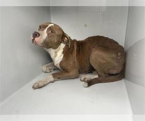 Mutt Dogs for adoption in Houston, TX, USA