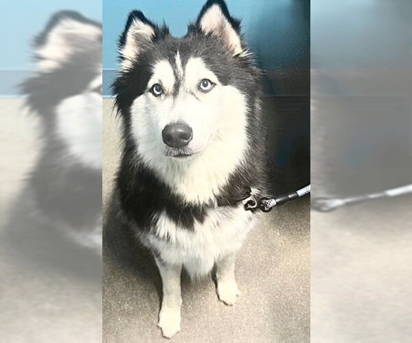 Medium Photo #1 Siberian Husky Puppy For Sale in Houston, TX, USA