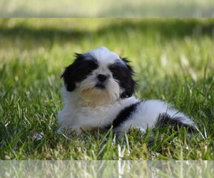 Shih Tzu Puppy for sale in PALM COAST, FL, USA