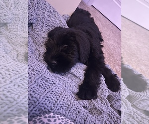GIANT SCHNAUZER -Unknown Mix Puppy for sale in LITTLETON, CO, USA