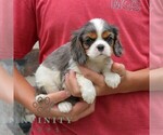Small #3 Cavalier King Charles Spaniel
