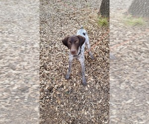 German Shorthaired Pointer Puppy for sale in DRIPPING SPRINGS, TX, USA