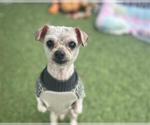 Mutt Dogs for adoption in Chula Vista, CA, USA