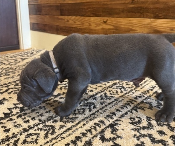 Medium Photo #12 Cane Corso Puppy For Sale in BARBOURSVILLE, VA, USA
