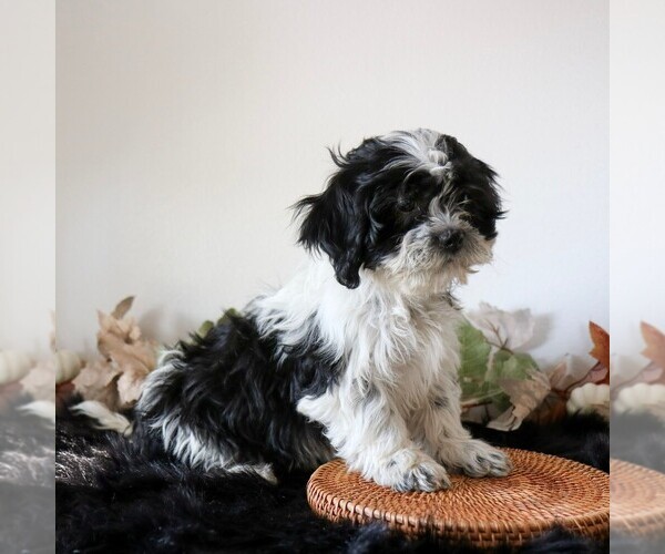 Medium Photo #2 Zuchon Puppy For Sale in ARTHUR, IL, USA