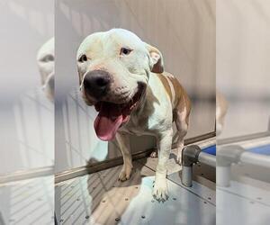 American Staffordshire Terrier Dogs for adoption in San Antonio, TX, USA
