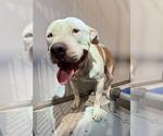 Small American Staffordshire Terrier