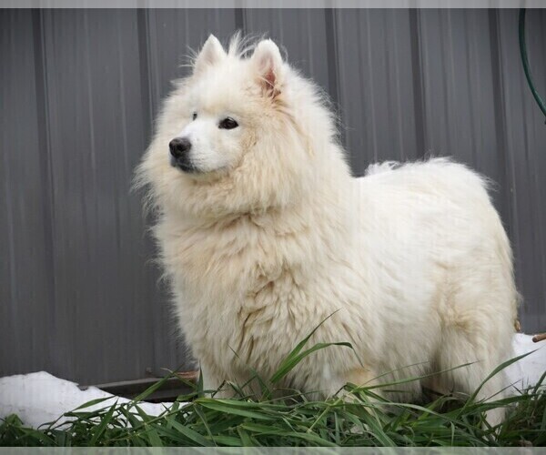 Medium Photo #2 Samoyed Puppy For Sale in LUBLIN, WI, USA
