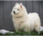 Small Photo #2 Samoyed Puppy For Sale in LUBLIN, WI, USA