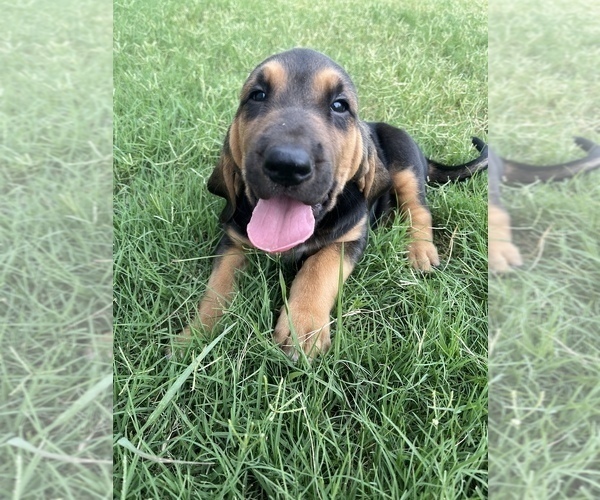 Medium Photo #7 Bloodhound Puppy For Sale in JOPLIN, MO, USA