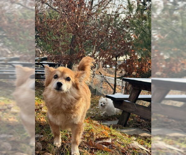 Medium Photo #4 Cavalier King Charles Spaniel-Unknown Mix Puppy For Sale in Agoura Hills, CA, USA