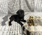 Puppy Puppy 9 Belle Cane Corso