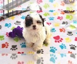 Small #1 ShihPoo