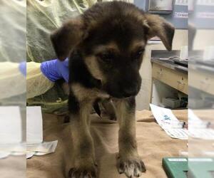 German Shepherd Dog Dogs for adoption in Riverside, CA, USA
