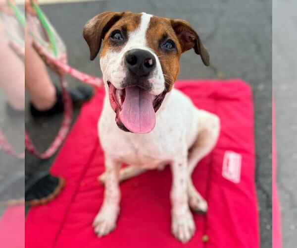 Medium Photo #5 Mutt Puppy For Sale in Canton, CT, USA
