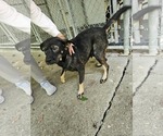 Small Beagle Mix