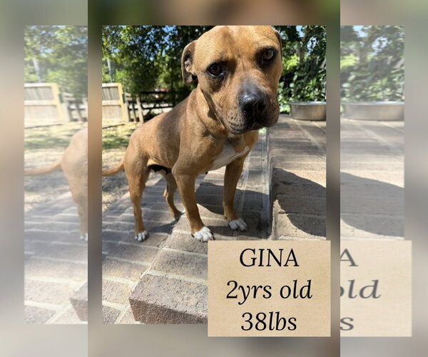 Medium Photo #1 Mutt Puppy For Sale in Woodbury, NY, USA