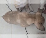 Small #16 French Bulldog