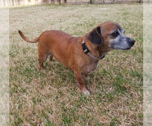 Medium Photo #5 Dachshund Puppy For Sale in Carrollton, TX, USA