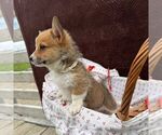 Small #2 Pembroke Welsh Corgi