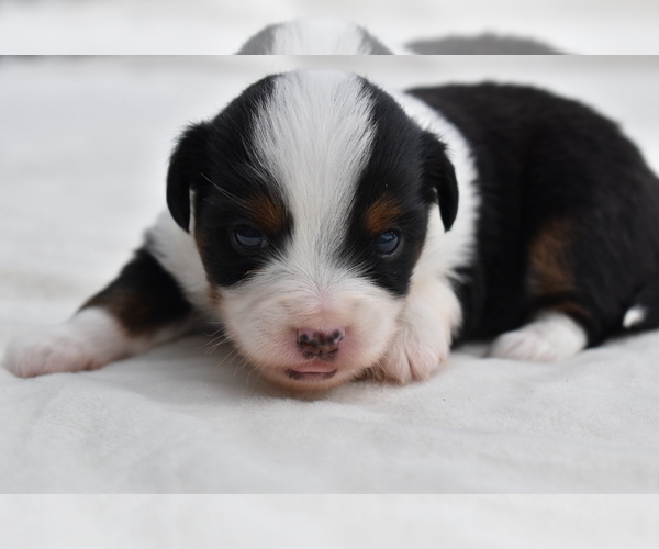 Medium Photo #4 Miniature Australian Shepherd Puppy For Sale in PALM COAST, FL, USA