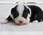 Small #3 Miniature Australian Shepherd