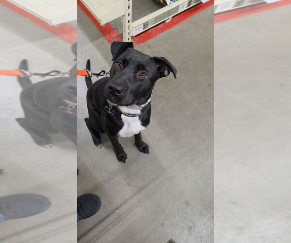 Medium Photo #11 Boxer-Unknown Mix Puppy For Sale in Imlay City, MI, USA