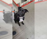 Small #10 Boxer Mix