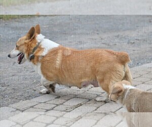 Mother of the Pembroke Welsh Corgi puppies born on 02/03/2024