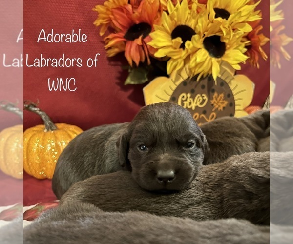 Medium Photo #5 Labrador Retriever Puppy For Sale in SYLVA, NC, USA