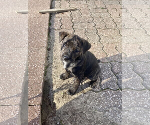 Medium Photo #3 American Pit Bull Terrier-Unknown Mix Puppy For Sale in Hillsboro, MO, USA