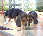 Small Photo #1 Beagle Puppy For Sale in NEW BRIT, CT, USA