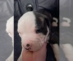 Puppy Tank American Bulldog