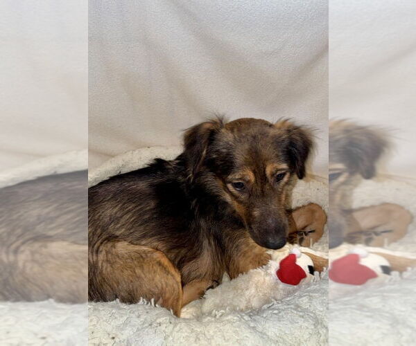 Medium Photo #3 Mutt Puppy For Sale in San Diego, CA, USA