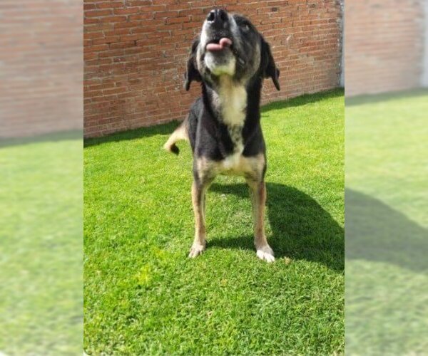 Medium Photo #1 Mutt Puppy For Sale in Calgary, Alberta, Canada