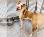 Small #1 American Pit Bull Terrier Mix