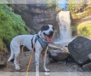 American Pit Bull Terrier-Great Pyrenees Mix Dogs for adoption in Crystal , MN, USA