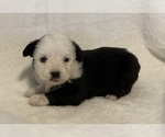 Small Photo #6 Miniature Australian Shepherd Puppy For Sale in FORT MORGAN, CO, USA