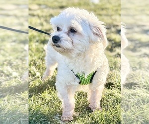 Father of the Morkie puppies born on 03/17/2026