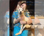 Small #1 Border Collie Mix