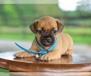 Jug Puppy for sale in LIBERTY, KY, USA